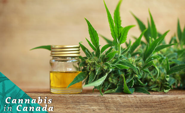 Why Cannabis Oils Have a Bright Future in the Industry