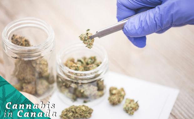 Why Canada Needs Medical Cannabis