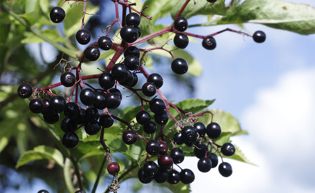 Powerful Black Elderberry Extract for Colds and Flu