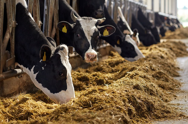 New Mastitis Test Should Prevent Unnecessary Antibiotic Use in Livestock Farming