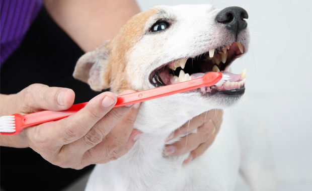 How To Keep Your Pet Smiling With Proper Dental Care