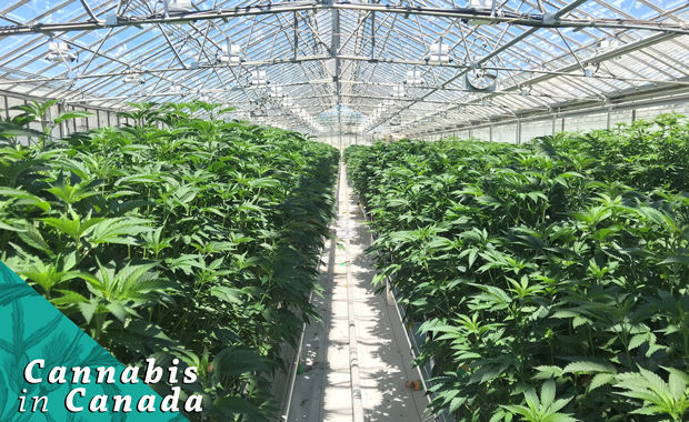 The Greenhouse Capital of Canada Welcomes Cannabis